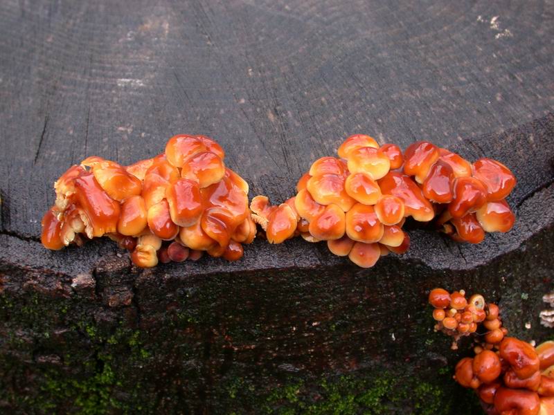 Flammulina velutipes.